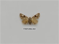 藏品(夜蛾609)的圖片